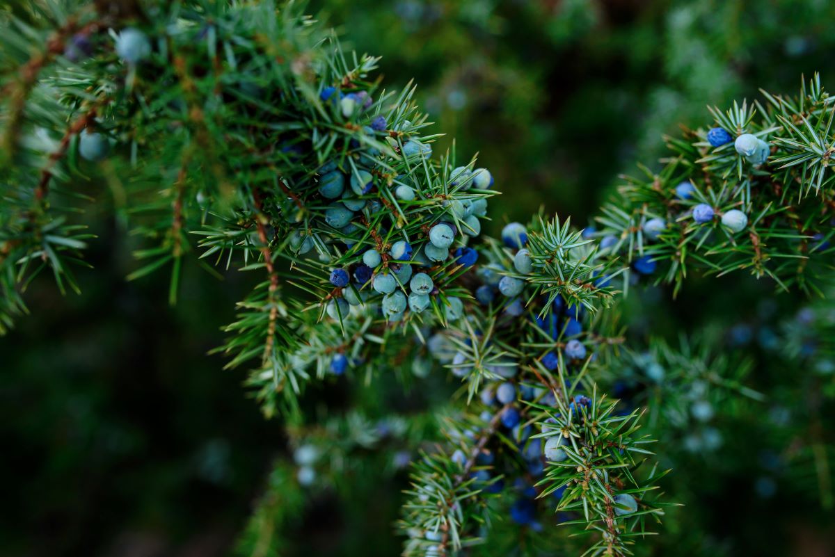 Jalovec obecný (Juniperus common)